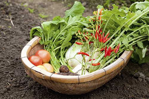 農家の新鮮野菜